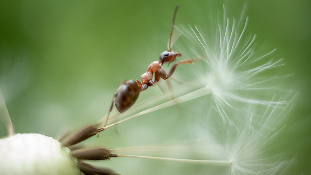 Ants, Flowers, and Time The Institute for Creation Research
